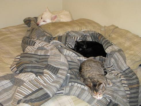 In theory this is 'my' bed.  They don't seem to agree.